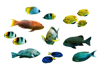 Collection set of tropical fishes isolated on transparent background - obrazy, fototapety, plakaty