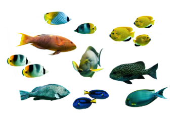 Collection set photo of colorful tropical fishes isolated on white or transparent background, png