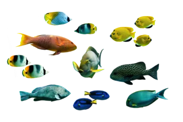 Fotobehang Collection set of tropical fishes isolated on transparent background © Delphotostock