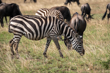 Fototapeta na wymiar Zebra in the grass nature habitat, National Park of Tanzania. Wildlife scene from nature, Africa