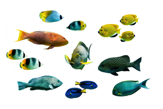 Collection set photo of colorful tropical fishes isolated on white or transparent background, png