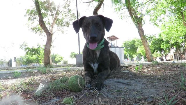 Perrito jugando con pelota