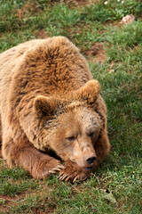 Fototapeta premium Beautiful portrait of a brown bear resting its head on its limbs lying on the grass in the natural park of Cabarceno, Cantabria, Spain
