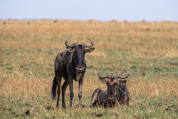 Wildebeest in Serengeti national park Tanzania during dry season