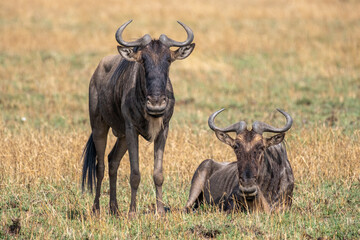 Wildebeest in Serengeti national park Tanzania during dry season