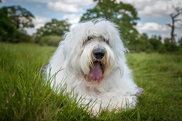 Old English Sheepdog laying in the grass close up with blue and cloud sky