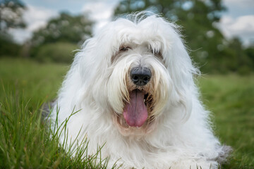Old English Sheepdog laying in the grass close up with blue and cloud sky