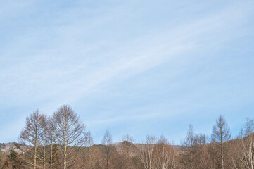 雪が残る山と枯れ木の風景　辰野町
