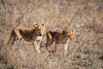Lion cubs in Tanzania National park. Africa lions