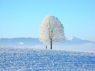 Snowy Field with Tree