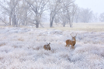 Naklejka na ściany i meble Whitetail Deer Buck and Doe Together in Winter Wonderland of Falling Snow