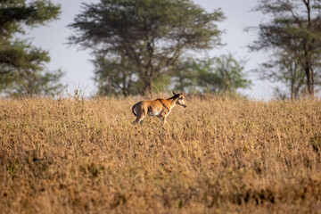 Young calf of a rare tsessebe antelope Damaliscus lunatus in natural habitat, South Africa