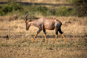 Large african antelope (Damaliscus lunatus) walking in dry savanna, Tanzania, Africa