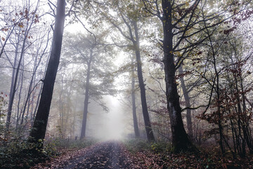 Naklejka premium Morgennebel im Wald