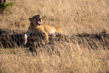 Lion cubs in Tanzania National park. Africa lions