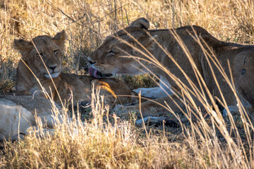 Lioness  licking her cub in dry savanna grass in Serengeti national park, Tanzania