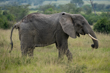 Naklejka na ściany i meble African Elephant in the Wild. National park Tanzania. 