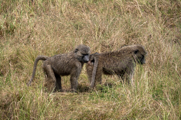Baboons in grass. Serengeti national park. 