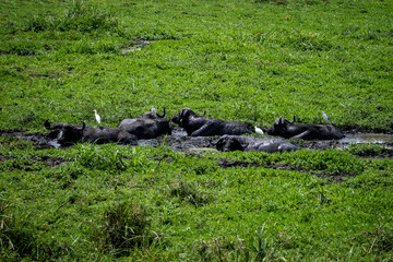 Obraz na płótnie Canvas Buffalo in mud surrounded by green grass. Tanzania wildlife 