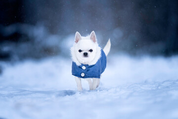 Pies rasy chihuahua ubrany w kurtkę podczas zimowego spaceru