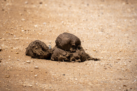Close up of Elephant poop. Animal feces. Tanzania, Africa