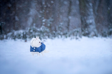 Mały, biały piesek rasy chihuahua stoi w śniegu