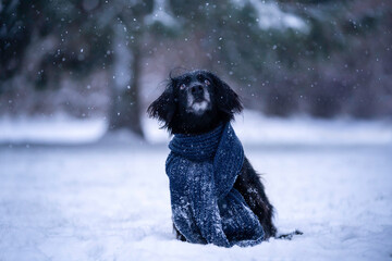 Zimowy portret czarnego spaniela.