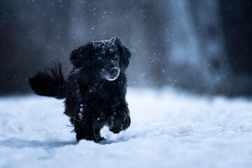 Czarny spaniel biega radośnie w śniegu