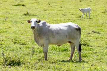 Nelore cow grazing on farmland