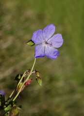 pretty blue flower of geranium pratense wild plant close up