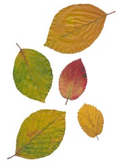 multicolor fallen leaves of trees at autumn