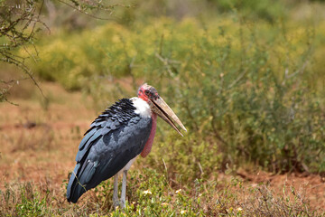 The African marabou in Kenya National Park.