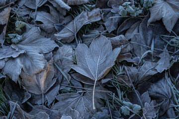 leaves that have fallen on the floor through seasonal changes are now covered in a light dusting of frost due to the onset of winter and its subsequent change in temperature