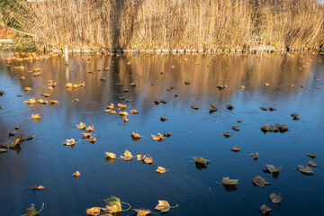 leaves have settled on an icy surface of a frozen waterway showing the seasonal changes of trees shedding and water freezing due to the lowering temperatures of winter