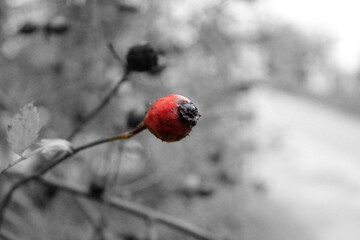 sprig of red rose on a black and white background