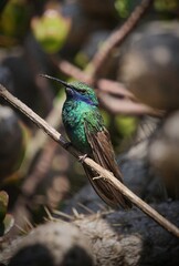 hummingbird on a branch