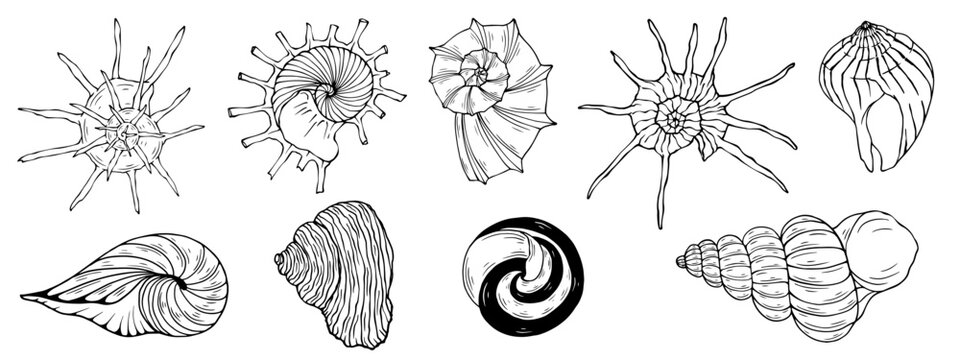Seashells sketch set. Vector graphics.
