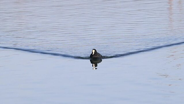 Eurasian coot swimming and diving in the canal. The Eurasian coot is also known as the common coot.