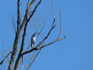 Gray heron standing on a branch with a blue sky in the background at Kopacki rit, Croatia
