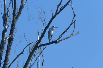 Gray heron standing on a branch with a blue sky in the background at Kopacki rit, Croatia