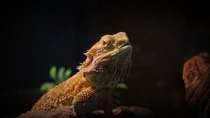 bearded dragon lizard