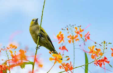 Tropical bird, Palm Tanager perched on a branch with a background of blue sky and orange flowers.