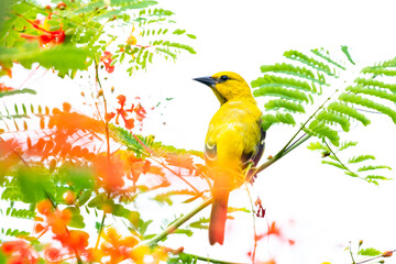 Yellow Oriole bird perched in a Pride of Barbados tree with a white background.