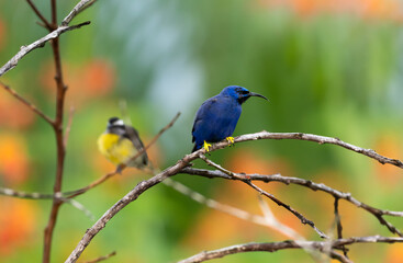 Purple Honeycreeper bird perched on dry branches in a garden with a Bananaquit blurred in the...