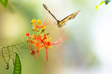 Yellow Swallowtail butterfly flying towards tropical orange flowers.