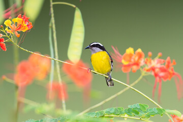 Small yellow bird, Bananaquit, perched on branch with flowers blurred in the background.