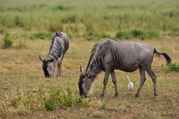 The Wildebeest in the African savanna.