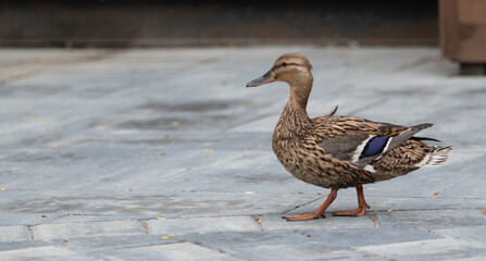 Wild duck in natural nature.