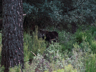 Animal ibérico