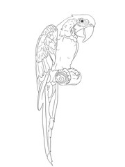 Black and white parrot on a branch. Idea for stickers, print, art, books, cartoon, graffiti, icon, coloring book for kids